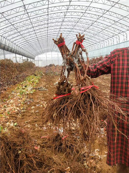 紫脆无核葡萄树苗基地价格葡萄苗销售